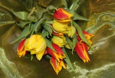 Tulpen-92.jpg